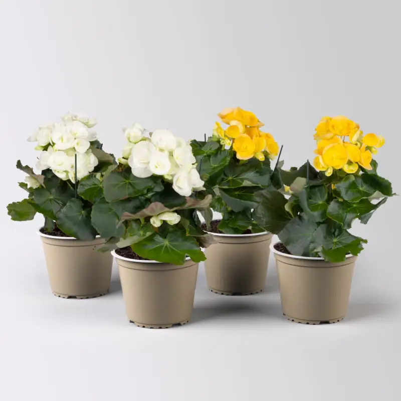 Zertifiziert Elatior-Begonie, Topf-Ø 14 cm, gelb & weiß, Höhe ca. 20-27 cm, 4 Pflanzen