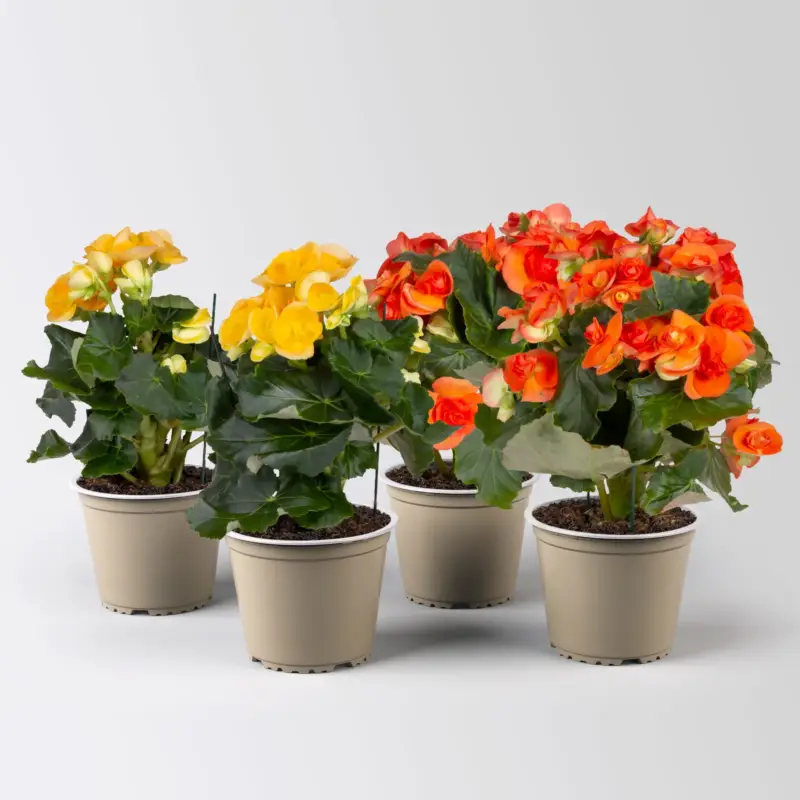 Elatior-Begonie, gelb & orange, Topf-Ø 14 cm, Höhe ca. 20-27 cm, 4 Pflanzen Top-Angebot