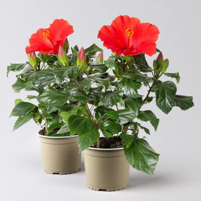 Nur Für Kurze Zeit Hibiskus, rot, Topf-Ø 13 cm, Höhe ca. 35 cm, 2 Pflanzen
