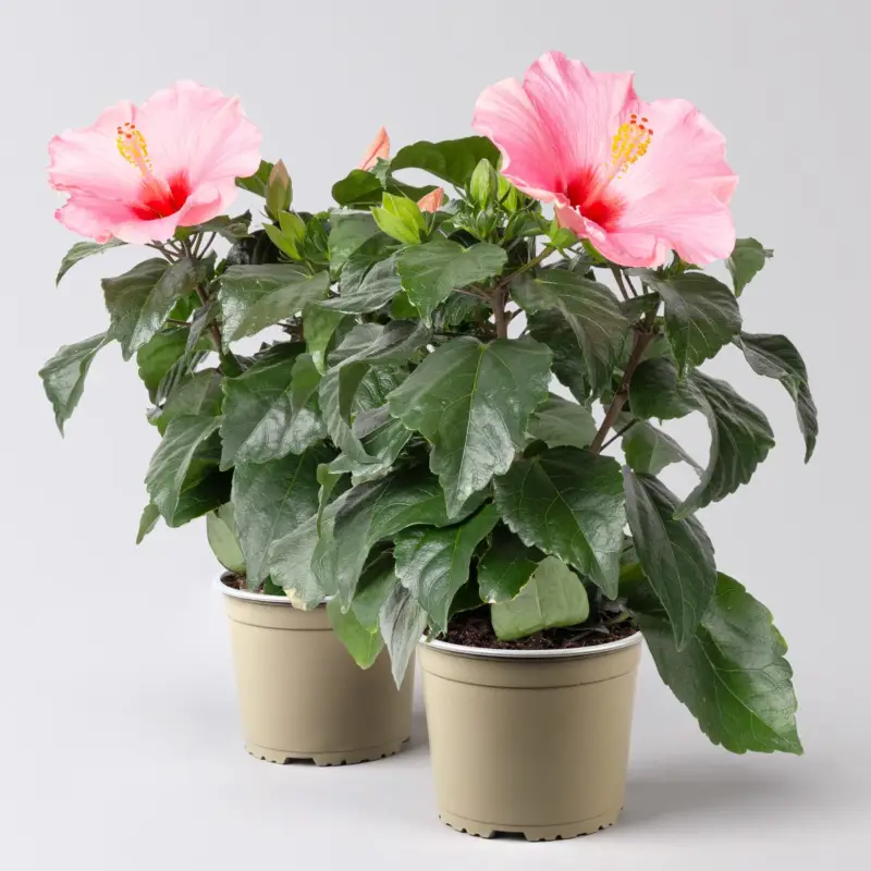 Finale Aktion Hibiskus, rosa, Topf-Ø 13 cm, Höhe ca. 35 cm, 2 Pflanzen