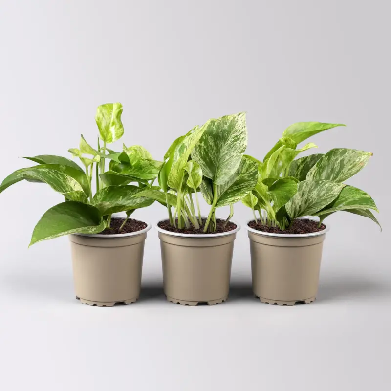 Sonderaktion Efeutute 'Marble Queen', Topf-Ø 12 cm, 3 Pflanzen