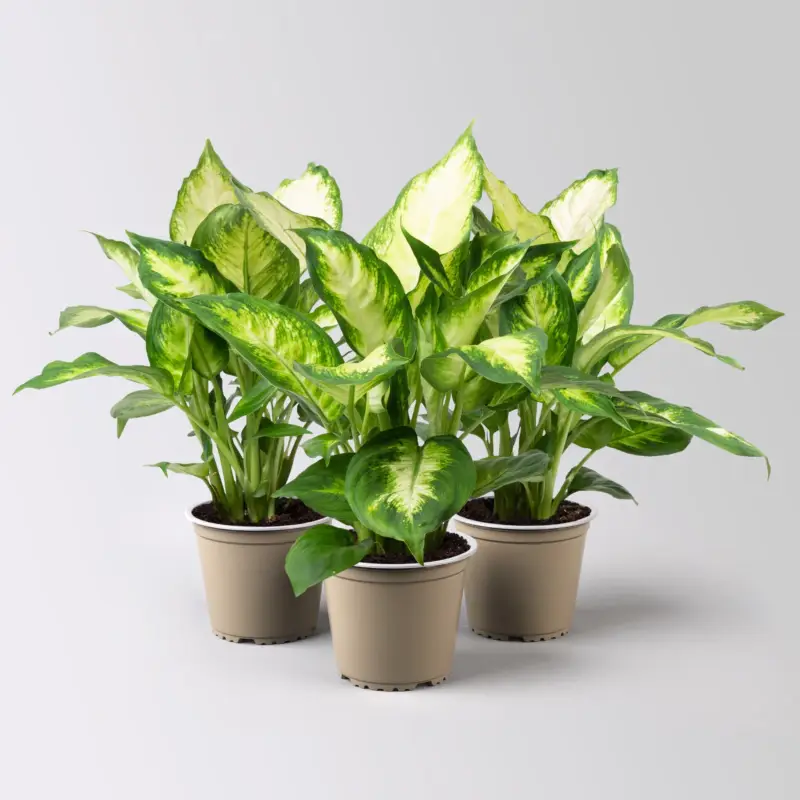 Nur Heute Dieffenbachie 'Camilla', Topf-Ø12cm, Höhe ca. 25 cm, 3er-Set
