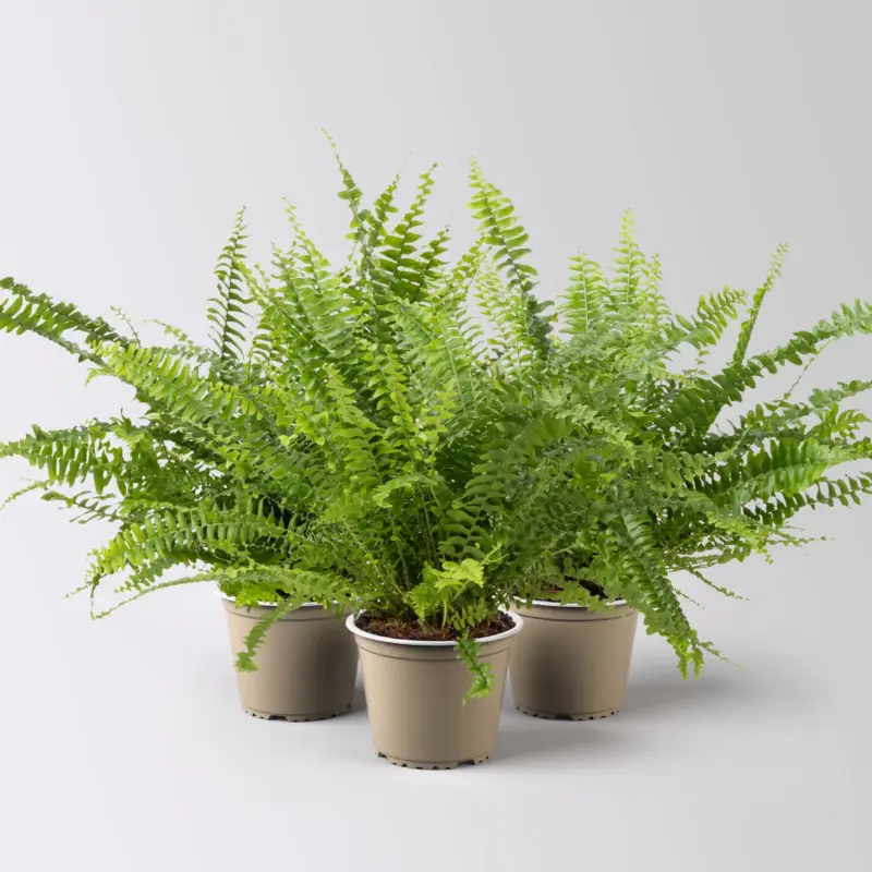 Markenprodukt Schwertfarn 'Green Lady', Topf-Ø 12cm, Höhe ca. 35 cm, 3 Pflanzen