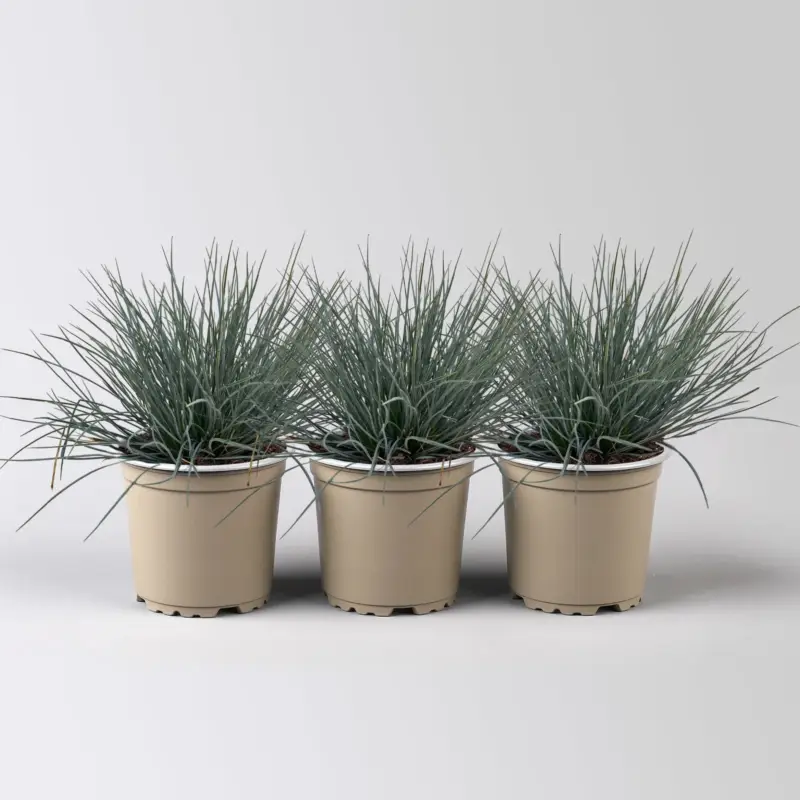 Blauschwingel 'Compact Blue', Topf-Ø 10,5 cm, 3 Pflanzen Knallerangebot