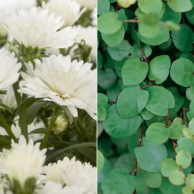Direktkauf Aster & Mühlenbeckia, 3er-Set, weiß gefüllt, Topf 12/13 cm Ø