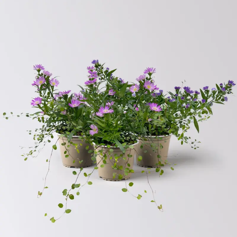 Aster & Mühlenbeckia, 3er-Set, rosa gefüllt, Topf 12/13 cm Ø Preisreduziert