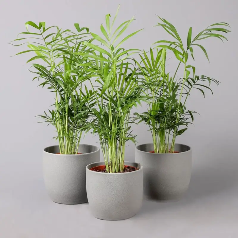 Sonderangebot Bergpalme, Topf-Ø 12 cm, Höhe ca. 30 cm, 3 Pflanzen