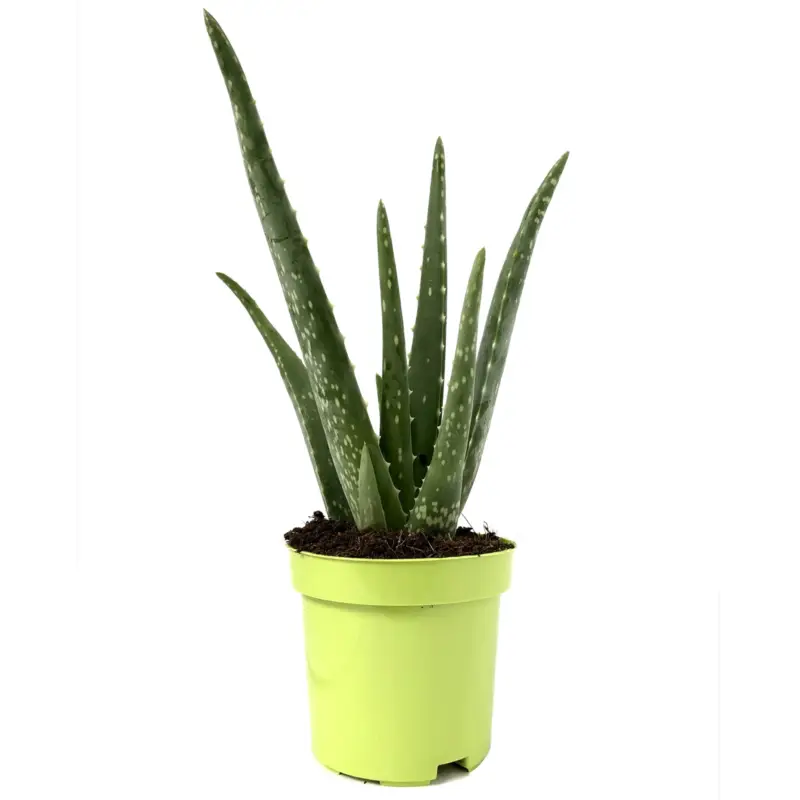 Aloe vera, Topf-Ø 10,5 cm, Höhe ca. 25 cm, 3er-Set Ausverkauf