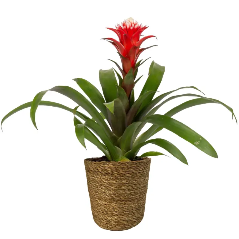 Guzmania 'Hope' rot-weiß, Topf-Ø 13 cm, mit Korb Maki, Höhe ca. 45 cm Günstig