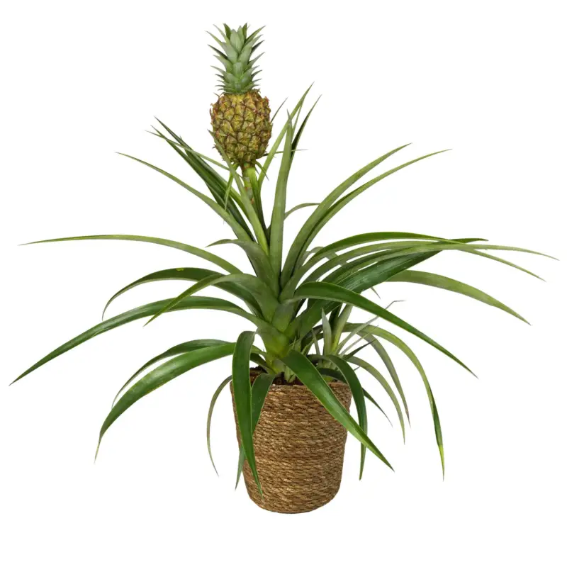 Meistverkauft Zierananas 'Amigo', Topf-Ø 12cm, mit Korb Maki, Höhe ca. 45 cm