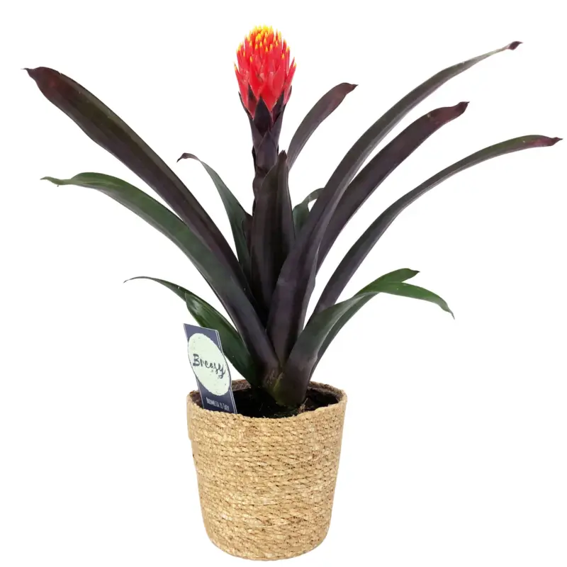 Guzmania 'Tala', orange-gelb, mit Korb Maki,Höhe ca. 45 cm, Topf-Ø 12 cm Sofort Bestellen