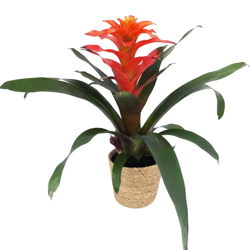 Guzmanie 'Fiero', orange, Topf-Ø 12 cm, mit Korb Maki, Höhe ca. 50 cm Sonderaktion