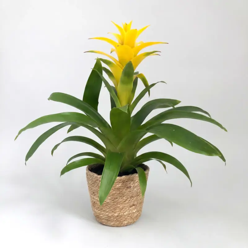 Zertifiziert Guzmanie 'Diana', gelb, Topf-Ø 12 cm, mit Korb Maki, Höhe ca. 50 cm