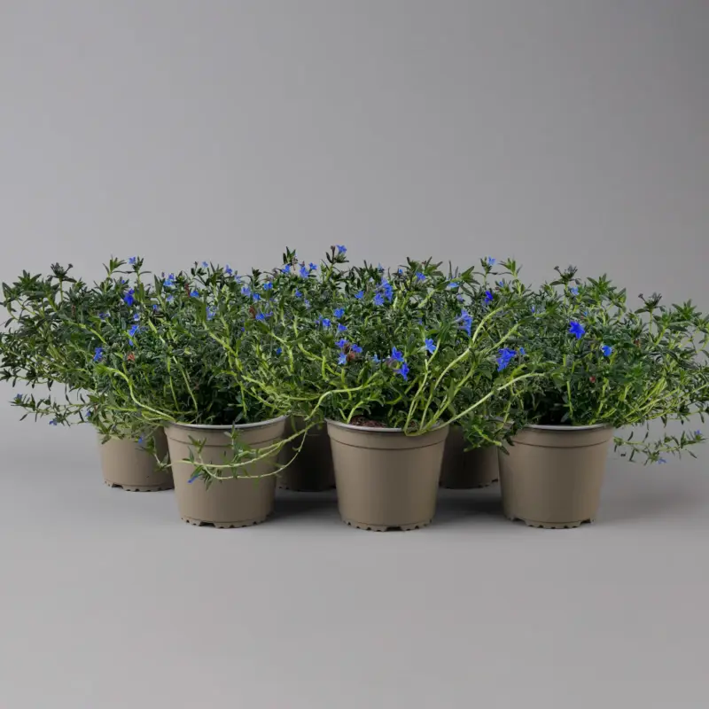 Super-Preis Steinsame blau, Topf-Ø 12 cm, 6er-Set