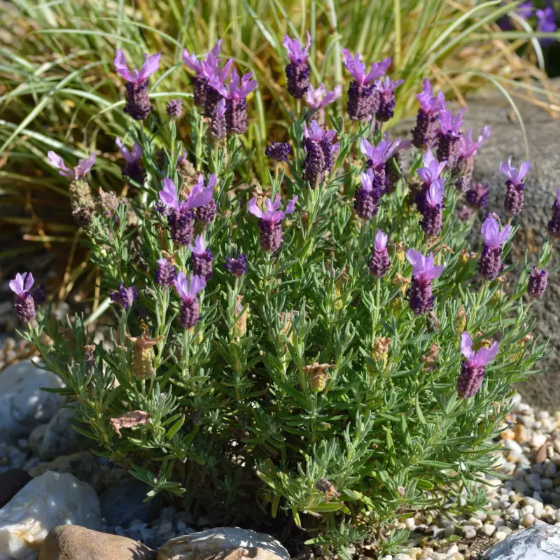 Sonderaktion Schopflavendel'Anouk', Topf 10,5 cm Ø, 6 Pflanzen