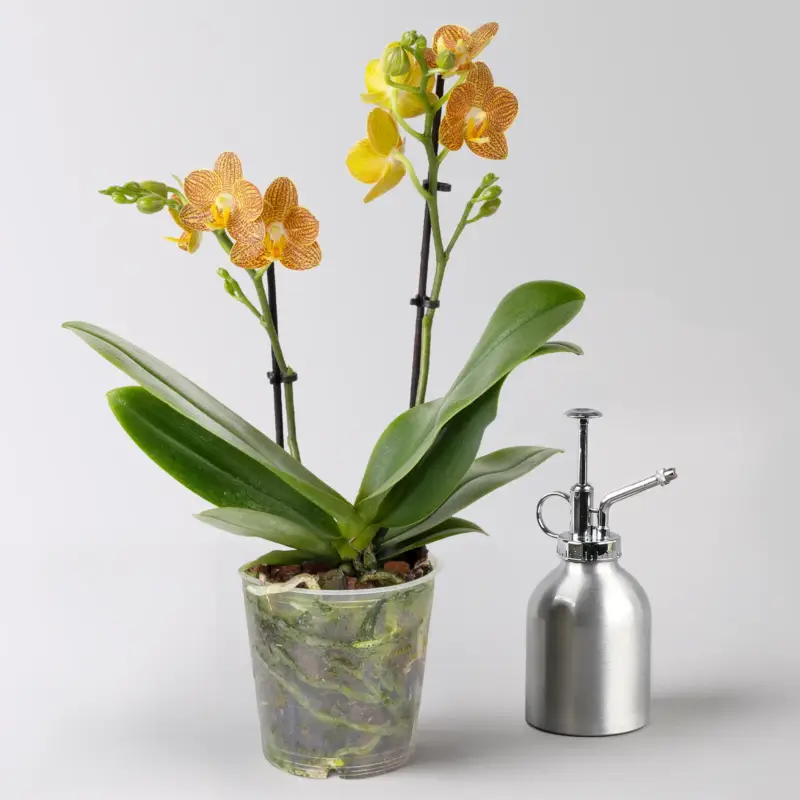 Super-Preis Schmetterlingsorchidee gelb-orange, 2 Rispen, Topf-Ø 12 cm, Höhe ca. 40 cm