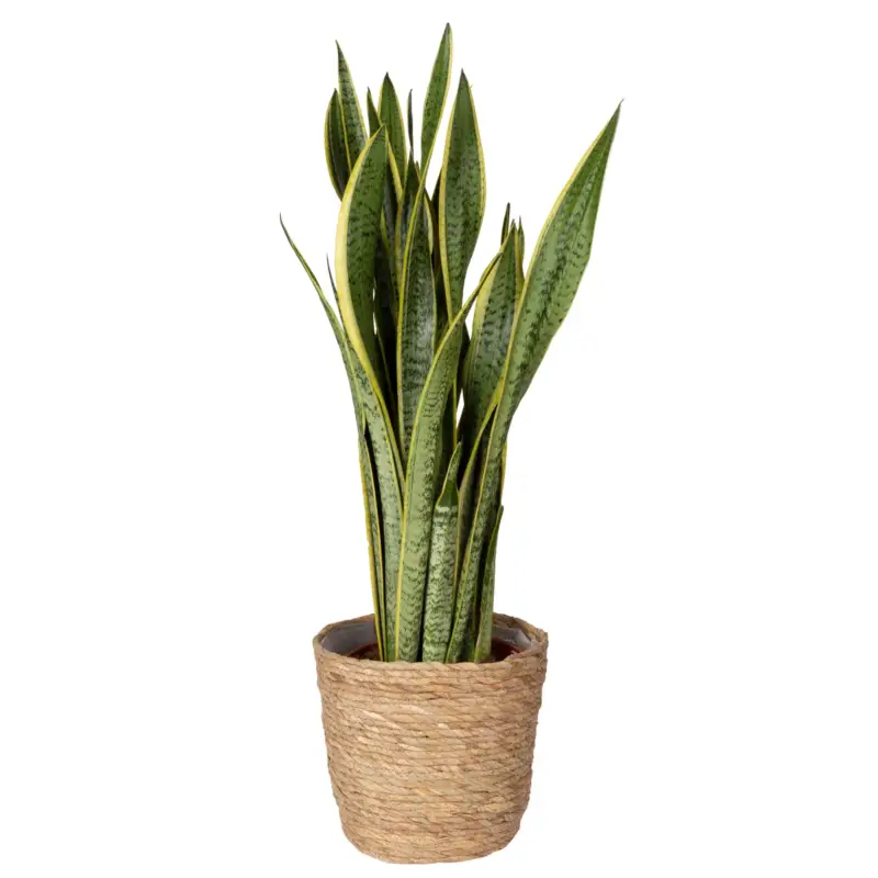 Top-Seller Bogenhanf 'Laurentii' in Korb Osaka, Topf-Ø 21 cm, Höhe ca. 60-80 cm