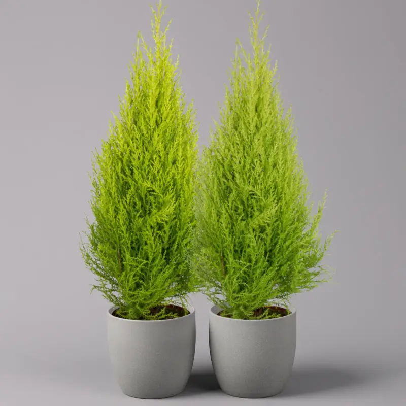 Preisknaller Zimmerzypresse 'Goldcrest', Pyramide, Topf-Ø 17 cm, 2er-Set