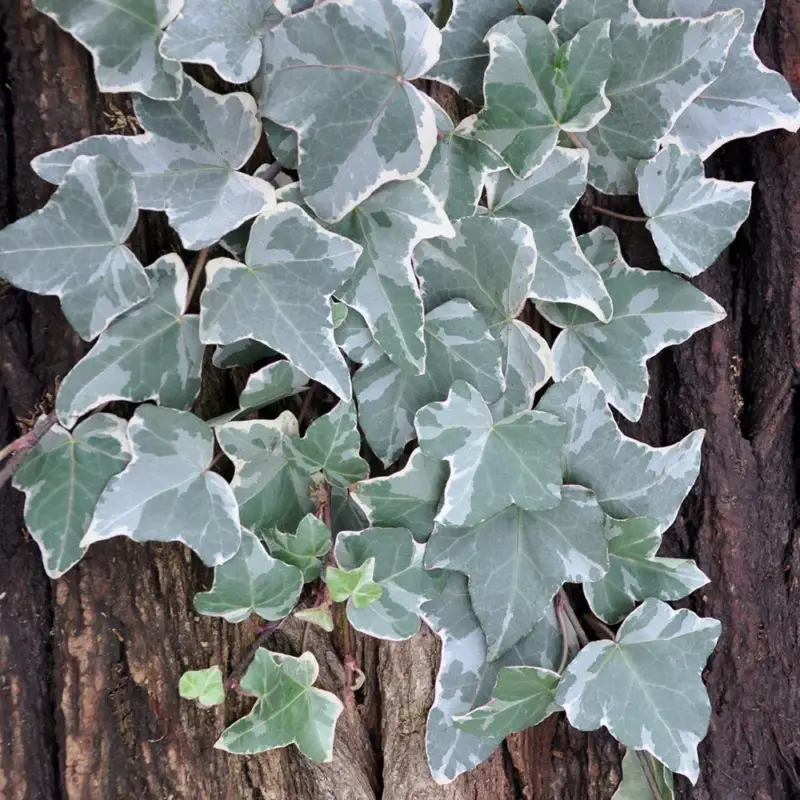Gewöhnlicher weißbunter Efeu, Hedera helix 'Glacier', 2er Set, im 2 l Topf Billig
