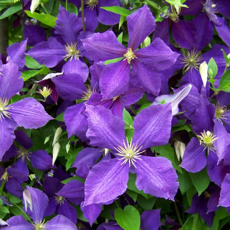 Abverkauf Clematis "Jackmanii", 2er-Set, blauviolett, Höhe 60-80 cm, Topf 2 Liter