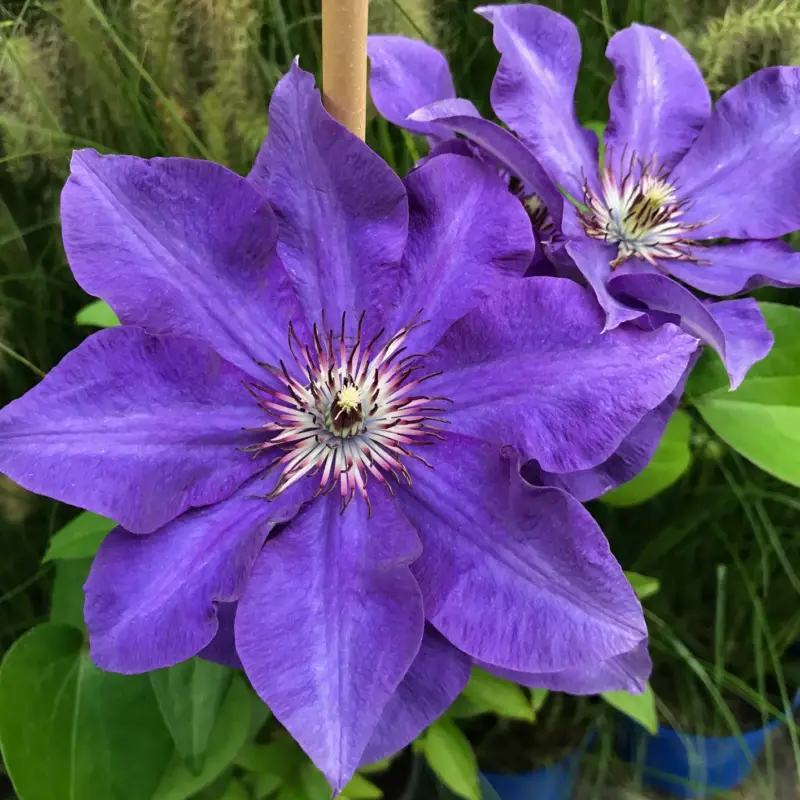 Meistverkauft Clematis 'The President', 2er-Set, blau, Höhe 60-80 cm, Topf 2 Liter