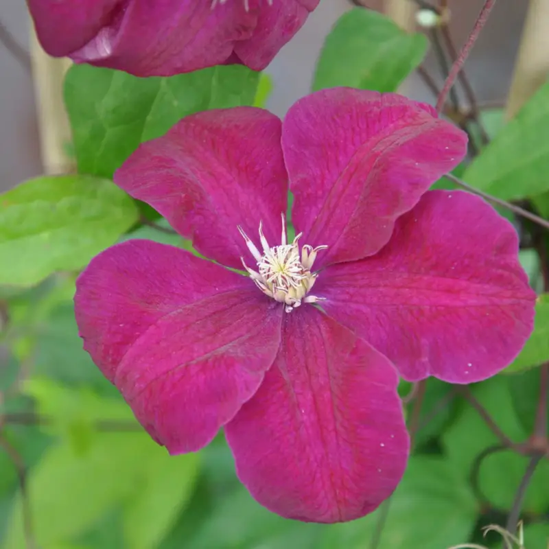 Clematis 'Rouge Cardinal', 2er-Set, rot, Höhe 60-80 cm, Topf 2 Liter Schneller Versand