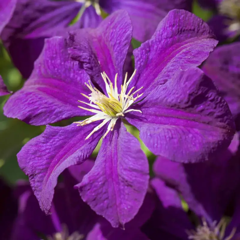 Saisonangebot Clematis 'Etoile Violette', 2er-Set, violett, Höhe 60-80 cm, Topf 2 Liter