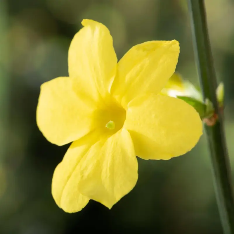 Echter Winterjasmin, 2er Set, Jasminum nudiflorum, gelb, im 15 cm Topf Preisknaller
