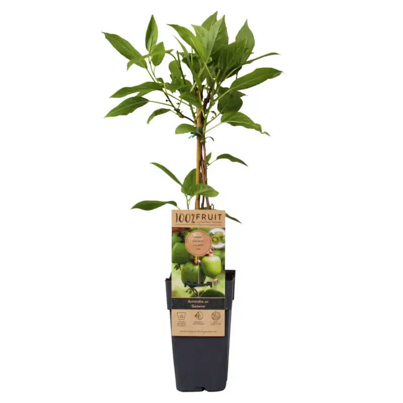 Weibliche Minikiwi 'Geneva', 2er-Set, Topf 15 cm Ø Top-Angebot