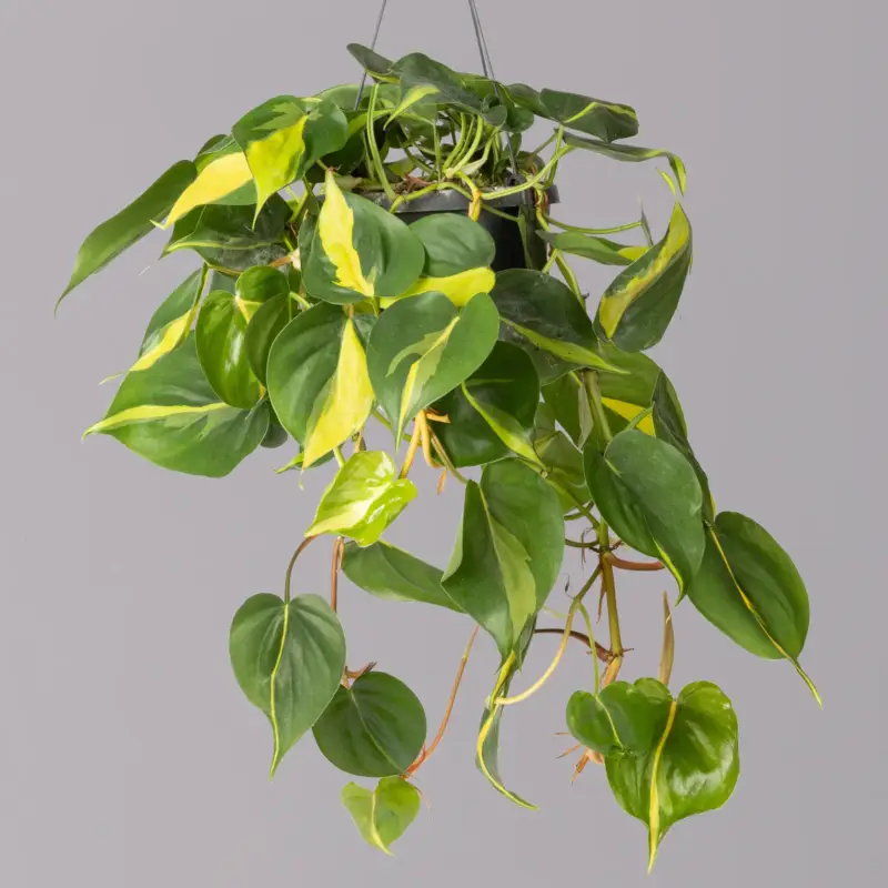Preis Gesenkt Philodendron 'Brasil', in Blumenampel, Topf-Ø 18 cm