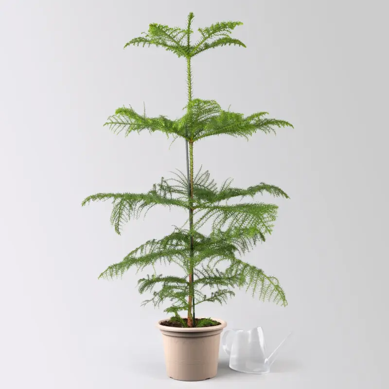 Preisreduziert Zimmertanne, Topf-Ø 21 cm, Höhe ca. 90 cm