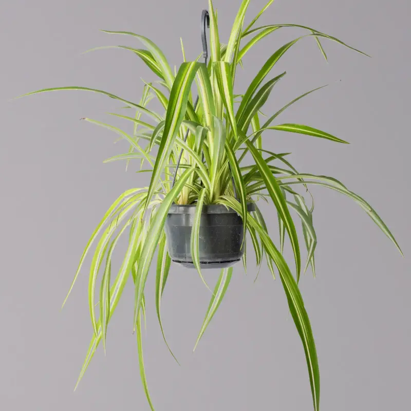 Geprüft Grünlilie, in Blumenampel, Topf-Ø 14 cm, Höhe ca. 50 cm