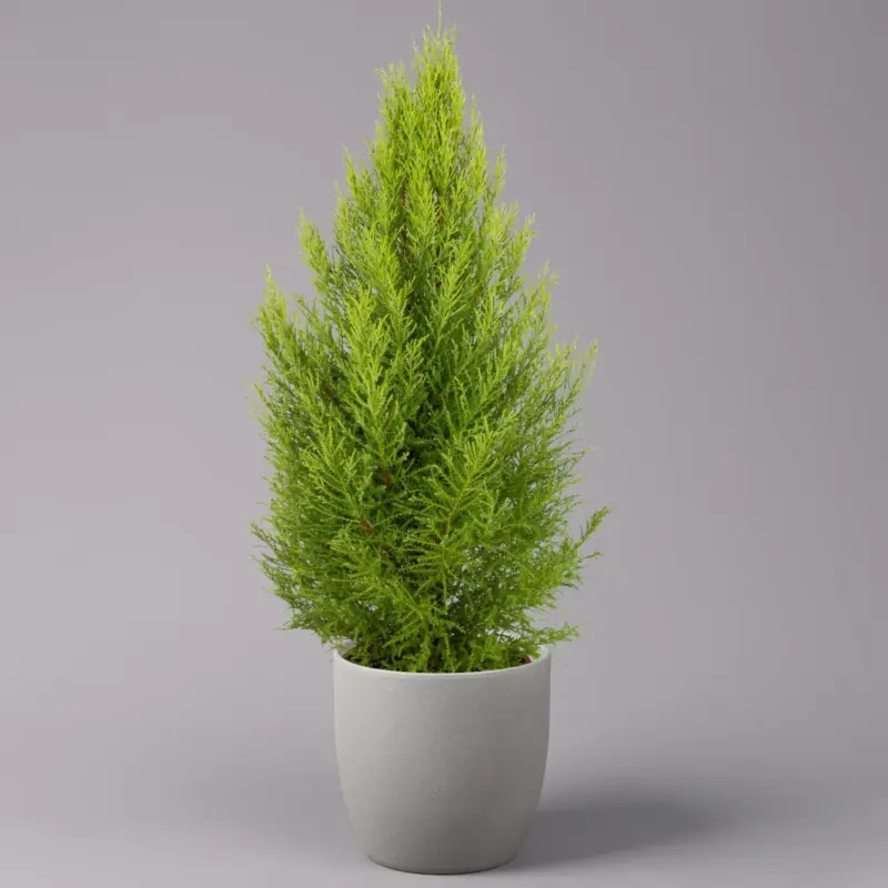 Knallerangebot Zimmerzypresse 'Goldcrest Wilma', Pyramide, Topf-Ø 21 cm