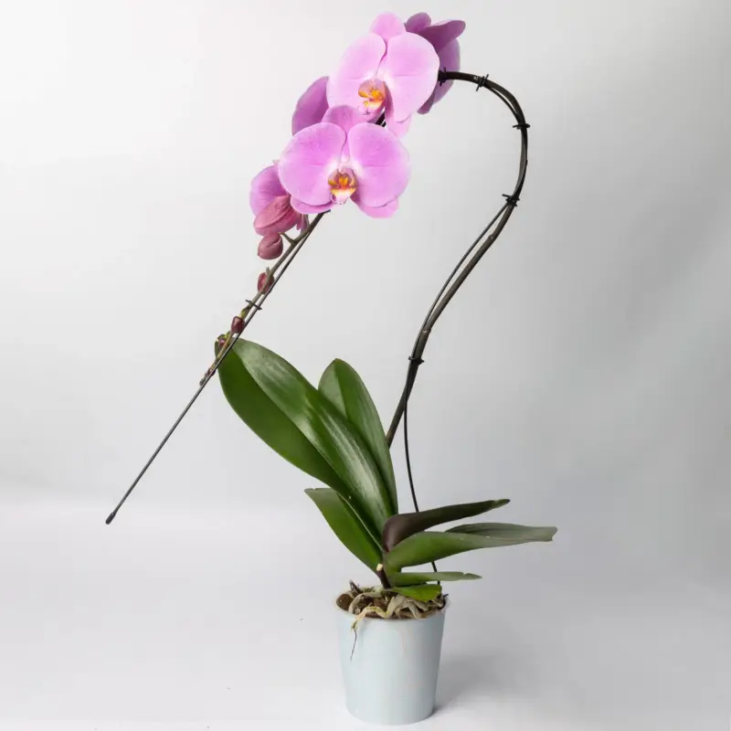 Schmetterlingsorchidee 'Swan', rosa, Topf-Ø 12 cm, Höhe ca. 65 cm Direkt Vom Hersteller