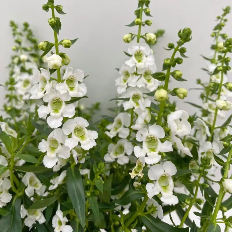 Angelonia weiß, Topf-Ø 12 cm, 6er-Set Direkt Vom Hersteller