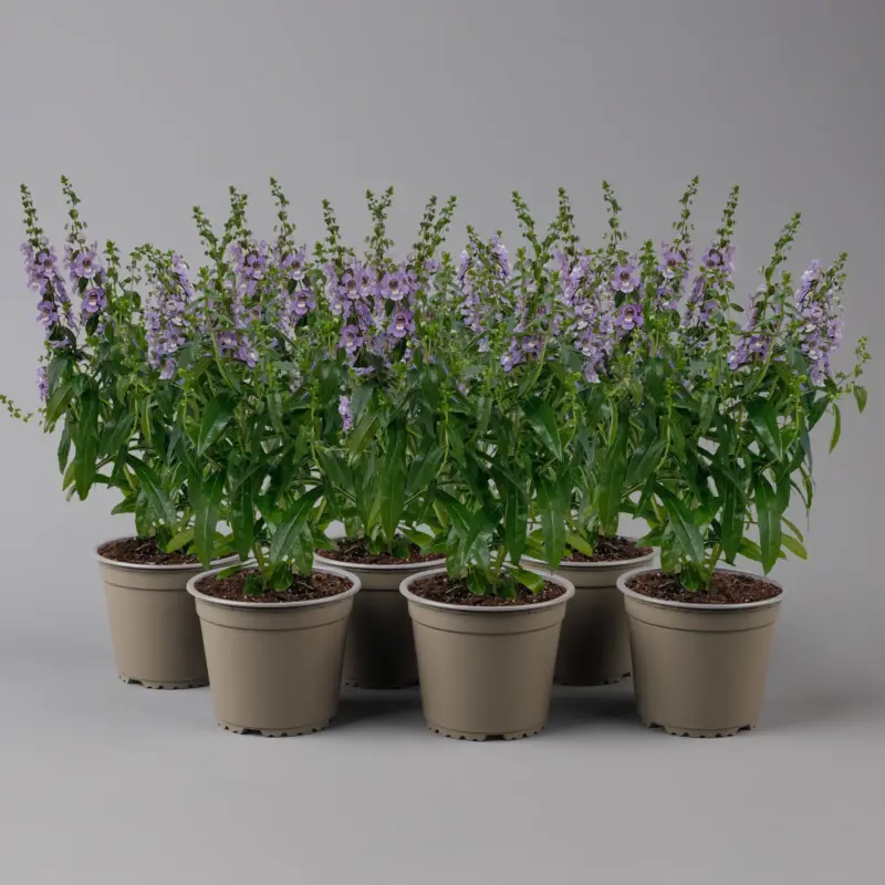 Rabatt Angelonia lilablau, Topf-Ø 12 cm, 6er-Set