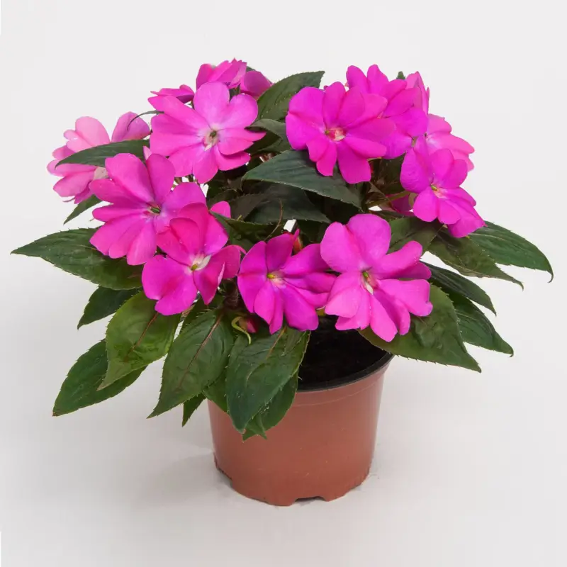 Heißes Angebot Edellieschen, lila, Topf-Ø 13 cm, 6 Pflanzen