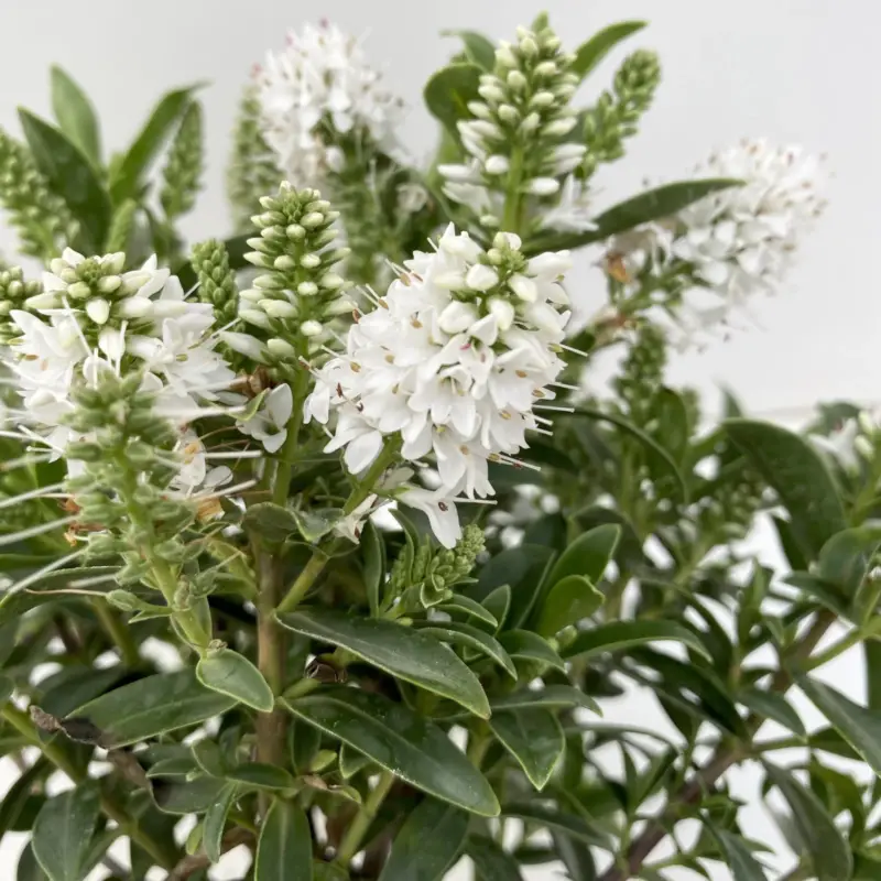 Expressversand Hebe 'All Blooms®', weiß, Topf-Ø 10,5 cm, 6 Pflanzen