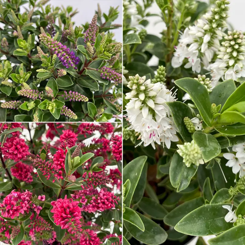 Hebe 'All Blooms®', Farbe zufällig, Topf-Ø 10,5 cm, 6 Pflanzen Expressversand