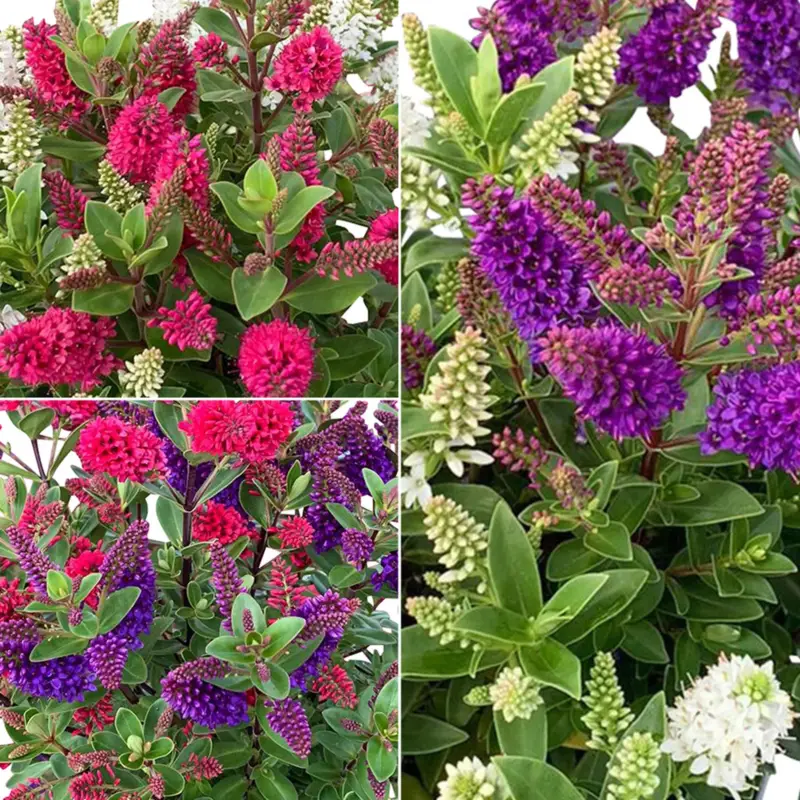 Hebe All Blooms® 'Twin', Duo zufällig, Topf 12 cm Ø, 3 Pflanzen Preisreduziert