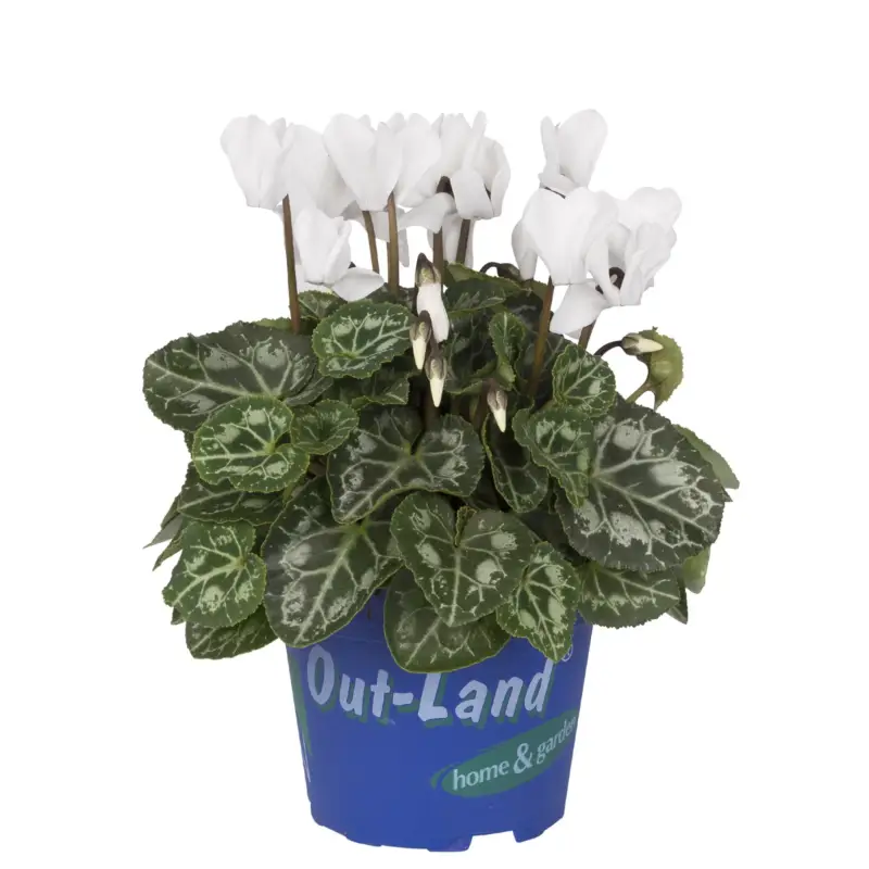 Alpenveilchen 'Outland', weiß, Topf-Ø 10,5 cm, 6 Pflanzen Highlight