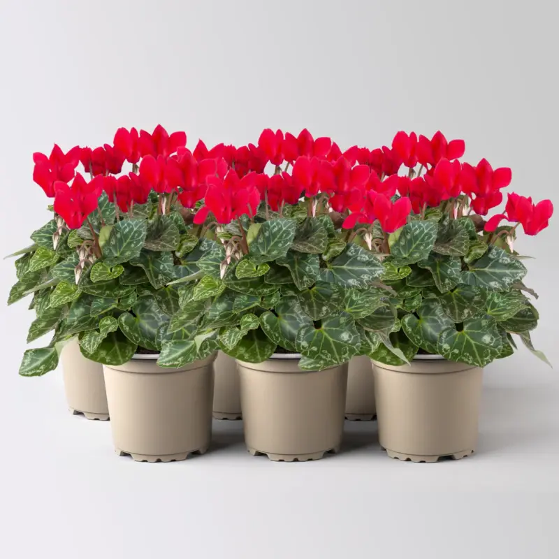 Alpenveilchen 'Outland', rot, Topf-Ø 10,5 cm, 6 Pflanzen Bestpreis