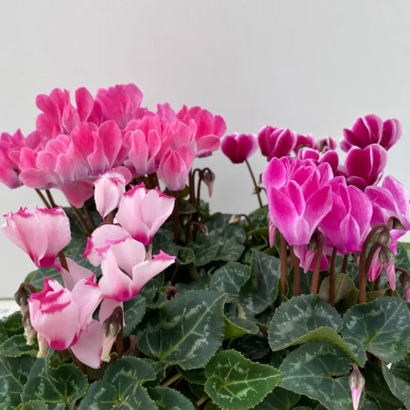 Alpenveilchen 'Outland', rosa geflammt, Topf-Ø 10,5 cm, 6 Pflanzen Billig
