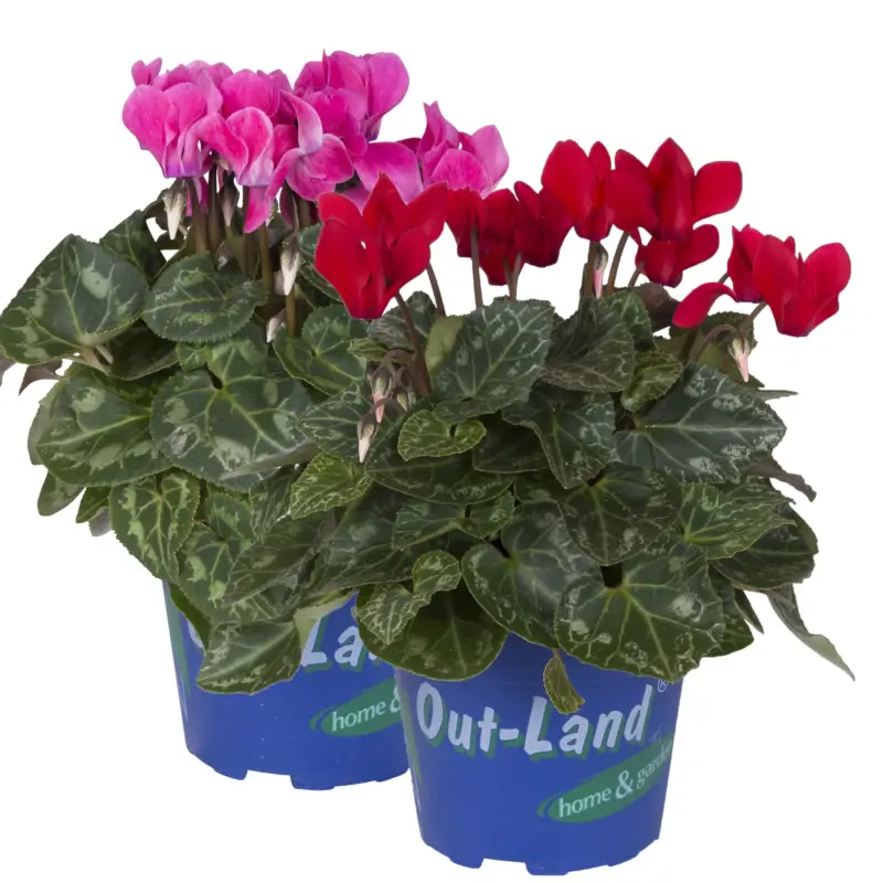 Alpenveilchen 'Outland', rot/rosa, Topf-Ø 10,5 cm, 6 Pflanzen Highlight