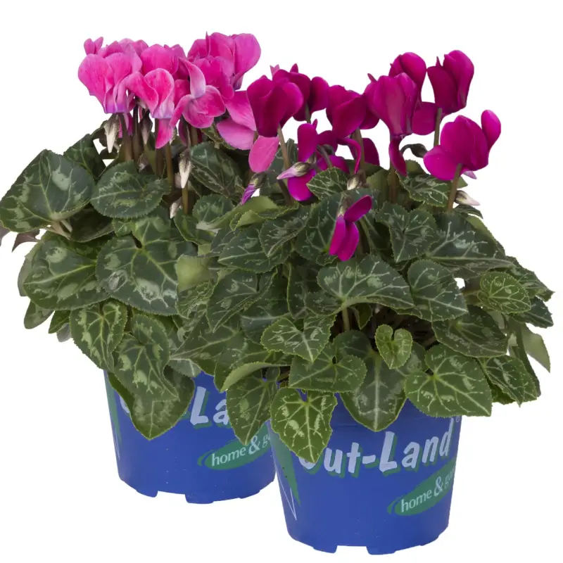 Alpenveilchen 'Outland', lila/rosa, Topf-Ø 10,5 cm, 6 Pflanzen Begrenztes Angebot