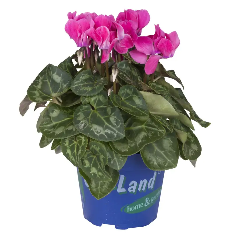 Alpenveilchen 'Outland', rosa, Topf-Ø 10,5 cm, 6 Pflanzen Neue Kollektion
