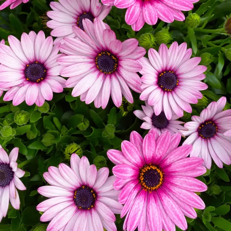 Angebot Kapkörbchen rosa, Topf-Ø 12 cm, 6er-Set