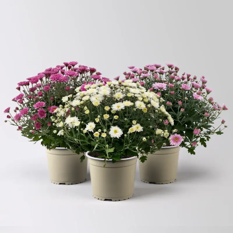 Chrysanthemen, lila-rosa-weiß, Topf-Ø 19 cm, 3 Pflanzen Top-Angebot