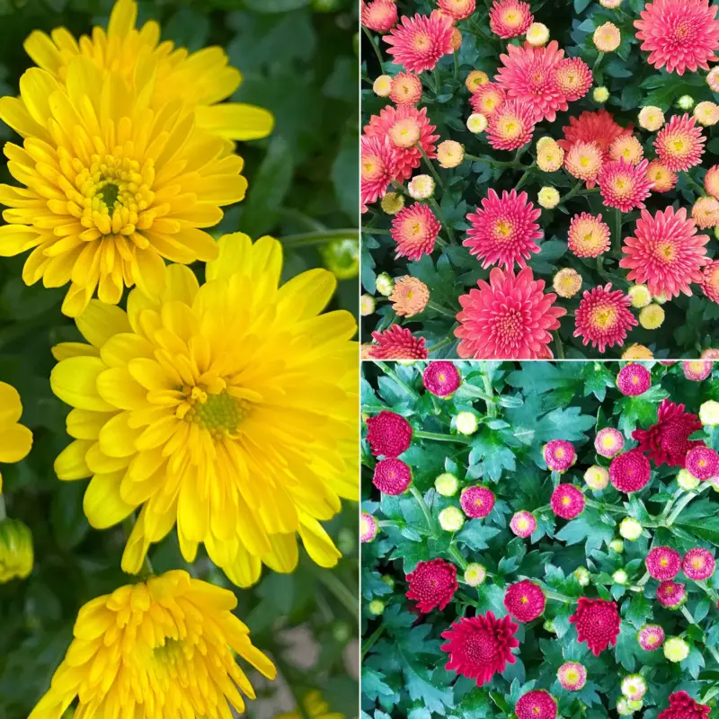 Chrysanthemen, gelb-bronze-rot, Topf-Ø 19 cm, 3 Pflanzen Solange Der Vorrat Reicht