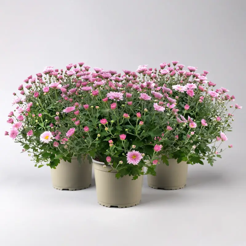 Chrysanthemen, rosa, Topf-Ø 19 cm, 3 Pflanzen Abverkauf